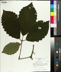 Quercus montana image