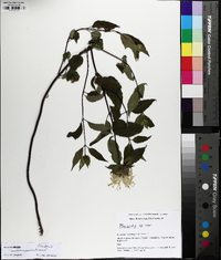 Monarda austroappalachiana image