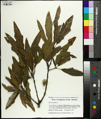 Quercus phellos image