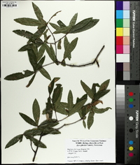 Quercus phellos image