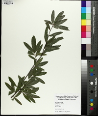 Quercus phellos image