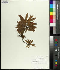 Quercus phellos image