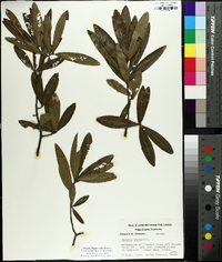 Quercus phellos image