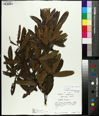 Quercus phellos image