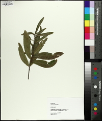 Quercus phellos image