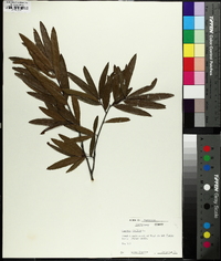 Quercus phellos image