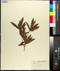 Quercus phellos image