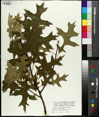 Quercus palustris image