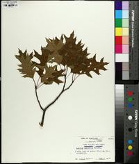 Quercus palustris image