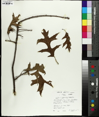 Quercus palustris image