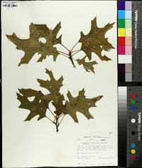 Quercus palustris image