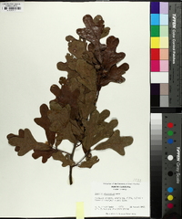 Quercus margaretta image