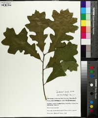 Quercus lyrata image