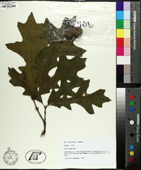 Quercus lyrata image