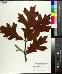 Quercus lyrata image