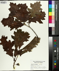 Quercus lyrata image