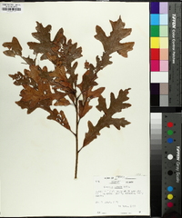 Quercus lyrata image