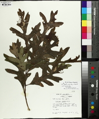 Quercus lyrata image