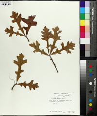 Quercus lyrata image