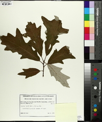 Quercus lyrata image