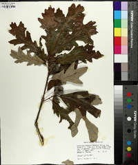 Quercus lyrata image