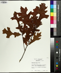 Quercus lyrata image