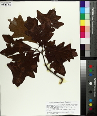 Quercus lyrata image