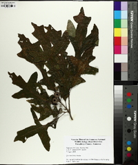 Quercus lyrata image