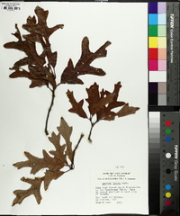 Quercus lyrata image