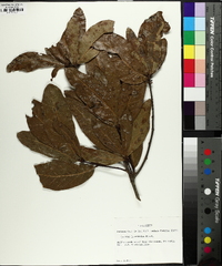 Quercus laurifolia image