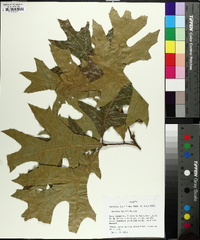 Quercus laevis image