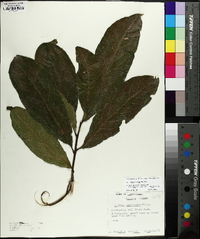 Quercus imbricaria image