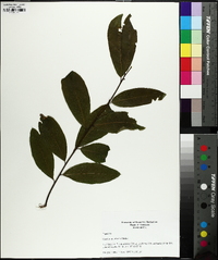 Quercus imbricaria image