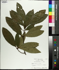 Quercus imbricaria image