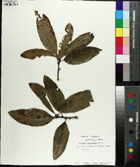 Quercus imbricaria image