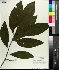 Quercus imbricaria image