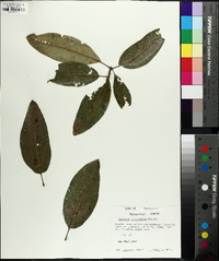 Quercus imbricaria image