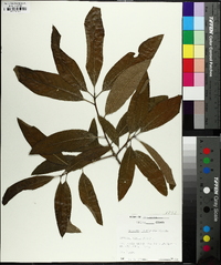 Quercus imbricaria image