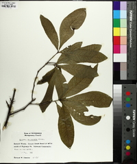 Quercus imbricaria image