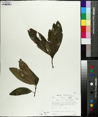 Quercus imbricaria image