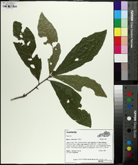 Quercus imbricaria image