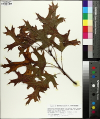 Quercus coccinea image