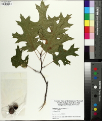 Quercus coccinea image