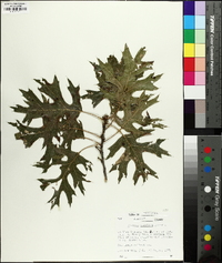 Quercus coccinea image