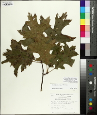 Quercus coccinea image