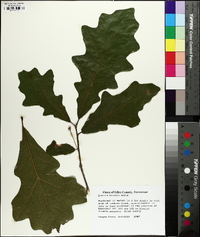 Quercus bicolor image