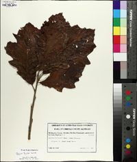 Quercus bicolor image