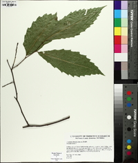 Castanea dentata image