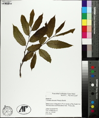 Castanea dentata image