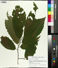 Castanea dentata image